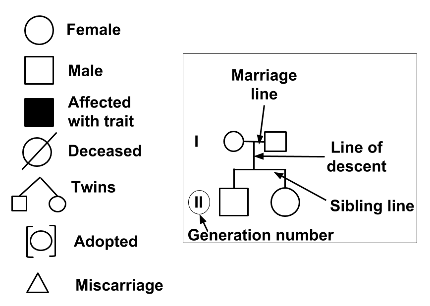 Common pedigree symbols