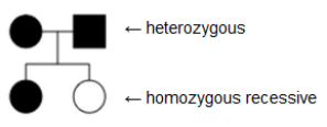 Heterozygous parents