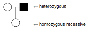Heterozygous parents