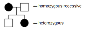 Heterozygous children
